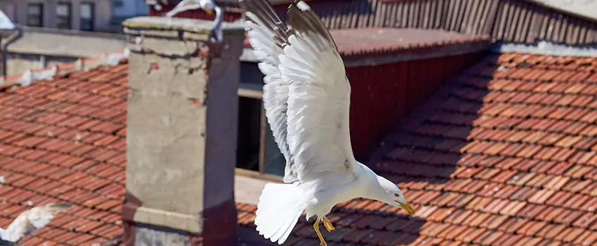 Residential Chimney Animal Removal Solution in Lindenhurst, NY