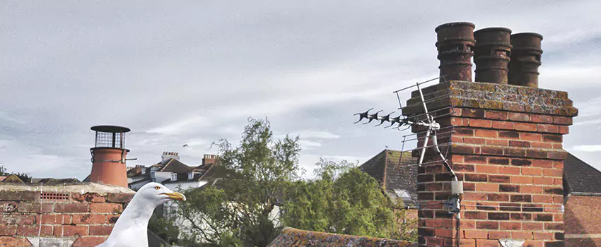 Chimney Cleaning And Restoration in Lindenhurst, New York